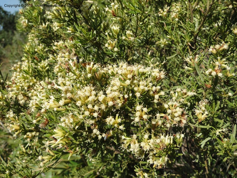 Baccharis pseudotenuifolia, Stevens, W.D. 31064, Cerro Cora, 15 Mar 2011 1370 (9).JPG