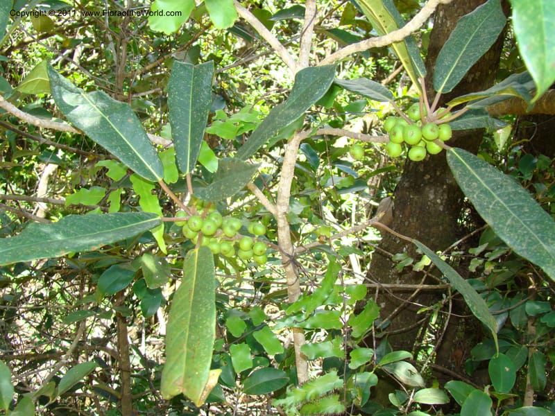 Ficus, Munzinger, J 4667--New Caledonia, Province du Sud, Dumbea barrage,  11 Nov 2007 254 (1).jpg