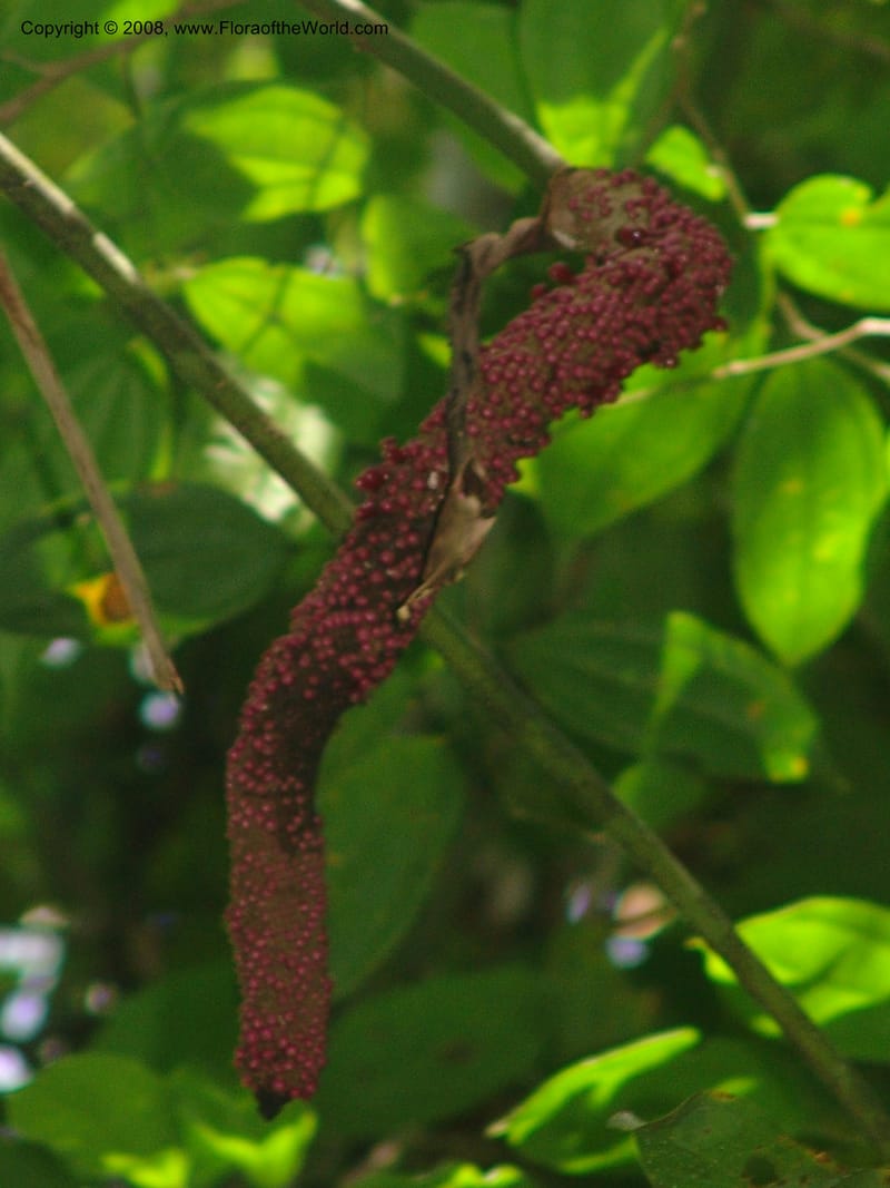 Anthurium clavigerum, AAraujoM1235--Bolivia. Pq. Nac. Madidi. Chalalan. Send. Anta. 30 Nov 04. 042.jpg