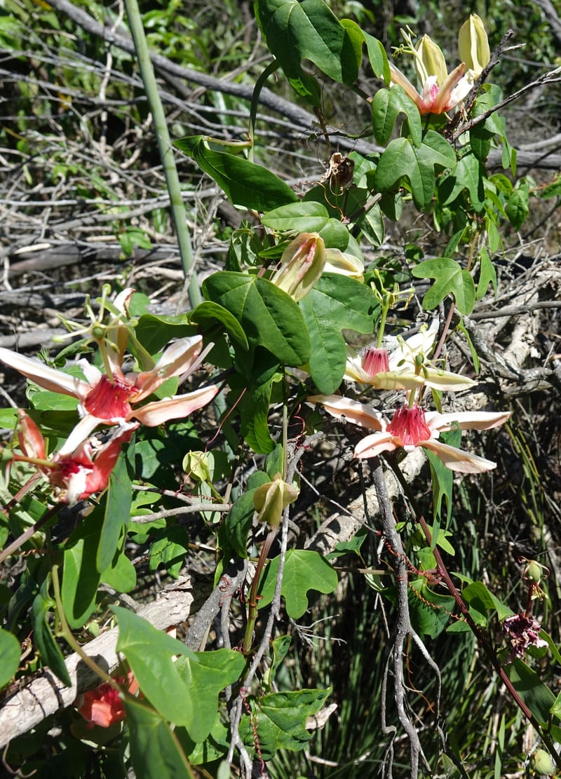 Passiflora aurantia, Davidson, C 13330--Australia. Qld. Jacob's Well. 16 Oct 2016. DSC02498 (88).JPG