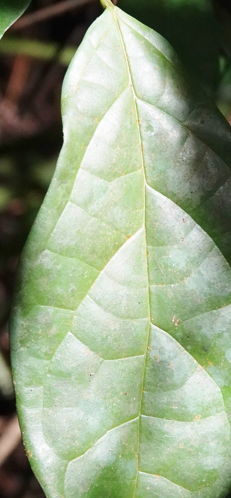 Thomandersia laurifolia, C. Davidson 13964--Gabon. Arb. Sibang. 5 Nov. 2018. DSC02235 (349).JPG