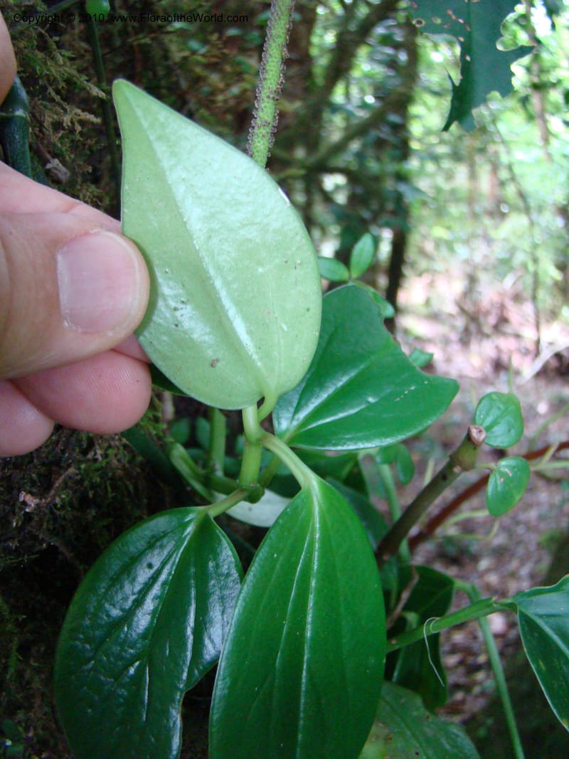 Peperomia dendrophila, B. Hammel 24563--Costa Rica. Hered. Volcan Barva. 9 Apr 08. 094 (5).jpg