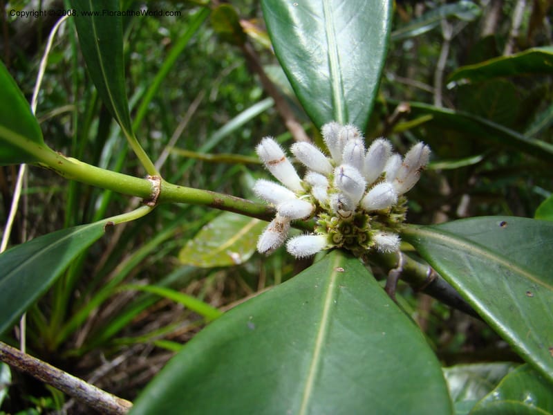 Psychotria, JMunzinger4807--N.Caled. Plateau de Poro. 16 Nov 07. 062.jpg