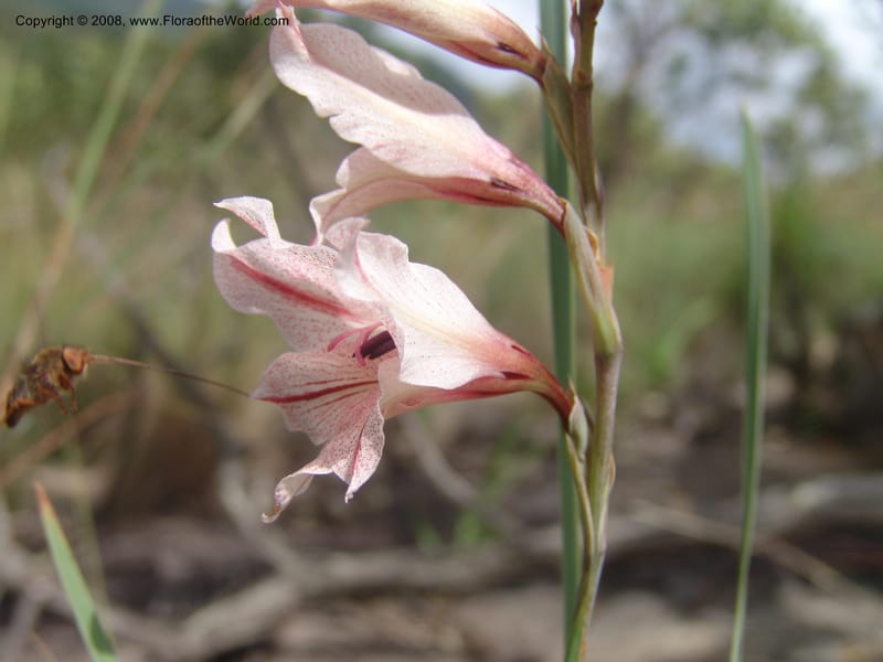 Gladiolus hollandii--So. Africa. Mpumalanga. Karino. Whyte Thorne Garden. 19 Mch 05. 284.jpg