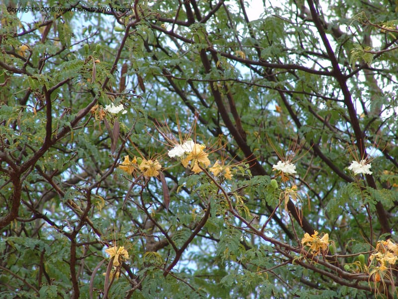 Delonyx elata--Tanzania. Hwy B1.Kifaru. 28 Jun 04. 143.jpg
