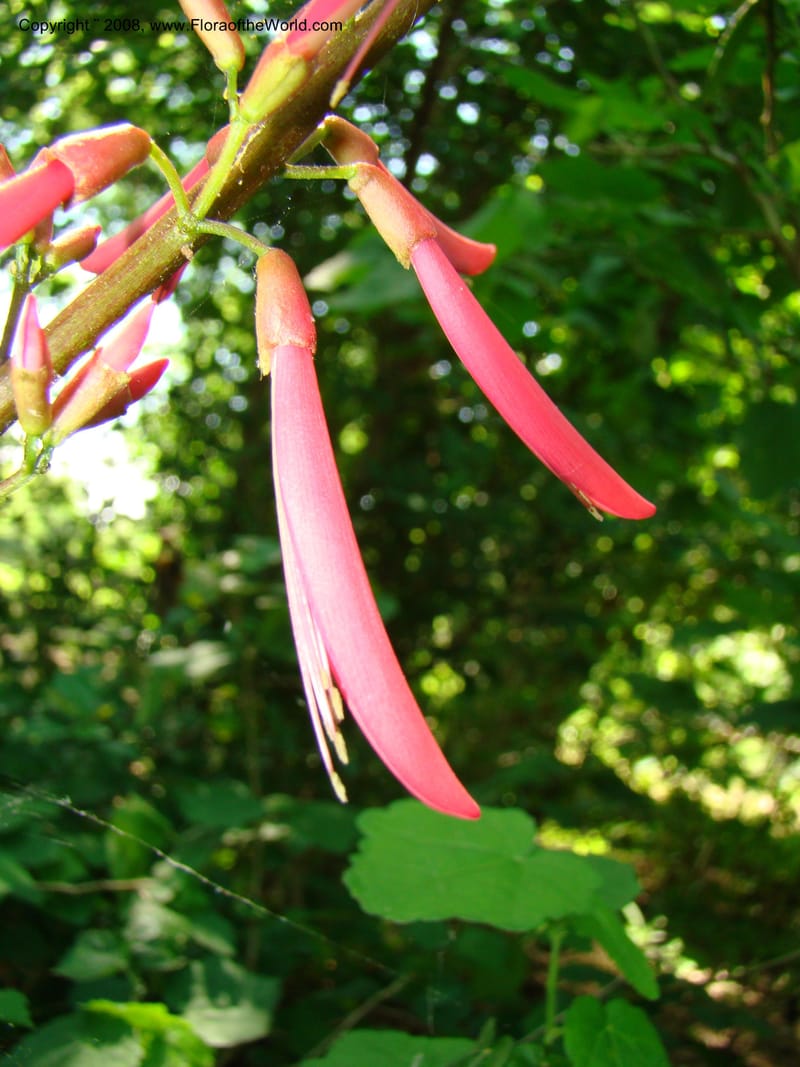 Erythrina herbacea--TX. Harris Co. Sheldon Lake St Pk. 26 Apr 08. 016.jpg