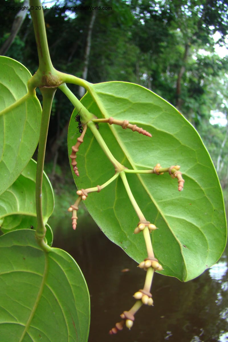 Gnetum nodiflorum, R. Vasquez 34649--Peru. Loreto. Dist. Nauta. Pac. Samiria. Rio Yanayacu. 7 Nov 08. 440.jpg