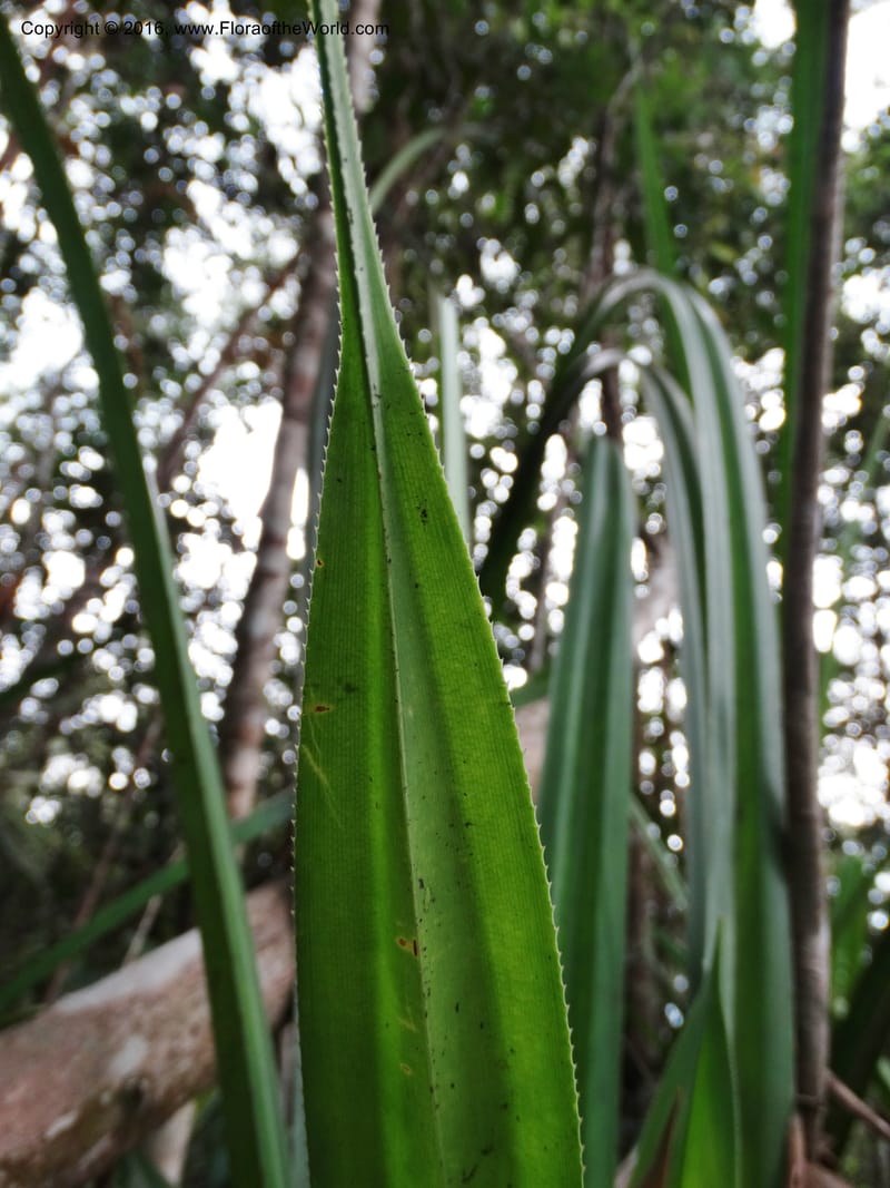 Pandanus occultus, Callmander, M 1184--Sabah. G. Silam. 1 Oct 2014. DSC00937 (29).JPG