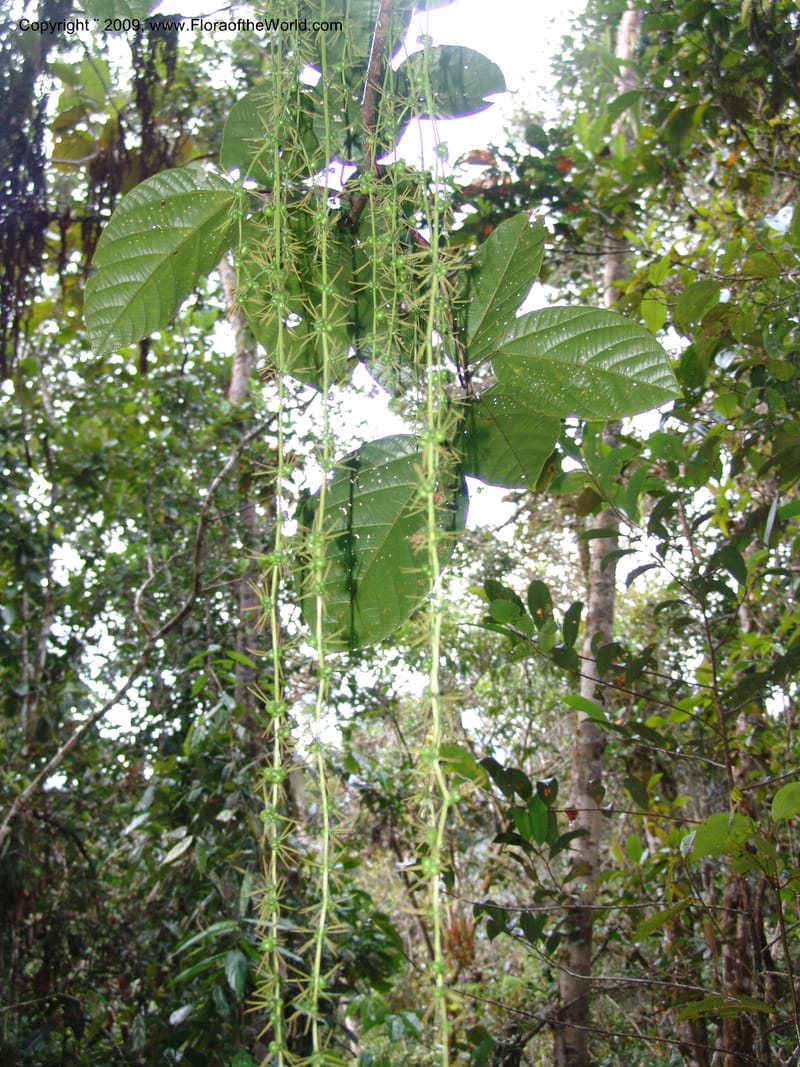 Alchornea, DNeill15916--Ecuador. Prv. Zam. Ch. C del Condor. Wawaime plot. 22 Sep 07. 466.jpg