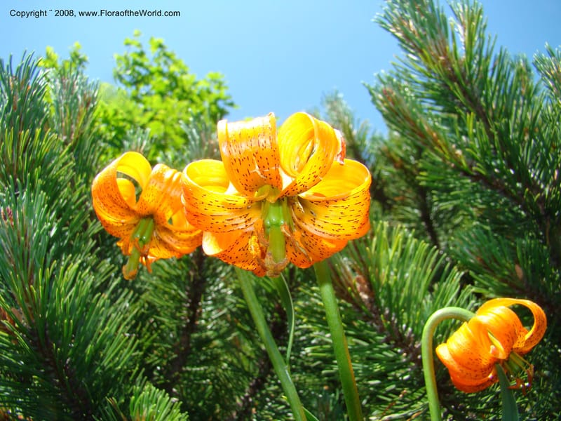 Lilium carniolicum, CDavidson11253--Slovenia. Gorenska Reg. Velika Planina. 6 Jul 08. 128.jpg
