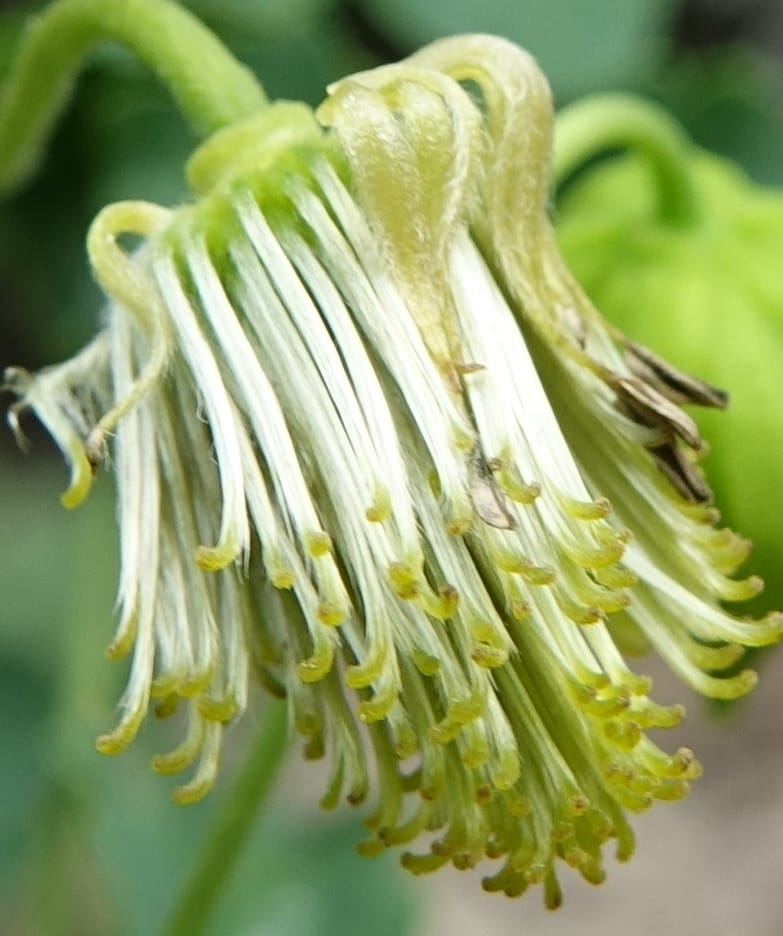 Clematis tangutica, Not collected--China. Sichuan. Yibailingba-gou. 12 Aug 2017. DSC04660 (464).JPG