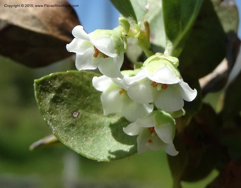 Gaultheria humifusa, Davidson, C 12546--ID. Valley Co. Cloochman Saddle Rd. 1 Jul 2014. DSC09181 (86).JPG
