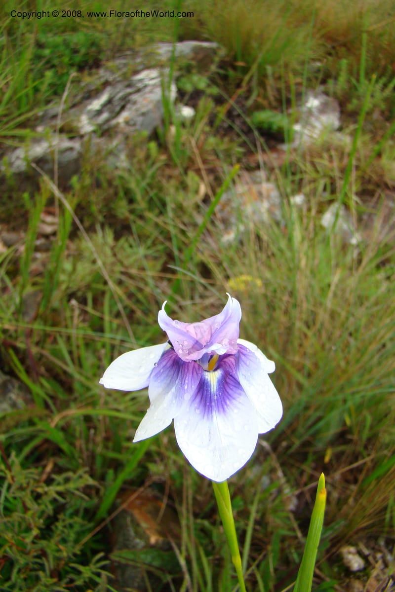 Moraea, WKindeketa3005--Tanz. Makete Distr. Kitulo Nat. Pk. 25 Jan 08. 284.jpg
