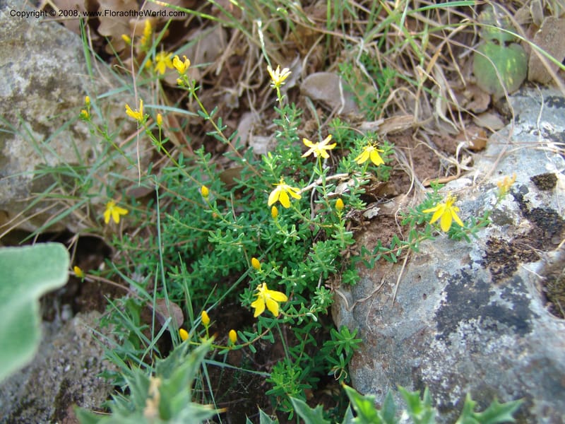 Hypericum empetrifolium ssp oliganthum--Crete. Ep. Kisamos. Sirikari Gorge. 25 May 05. 025.jpg