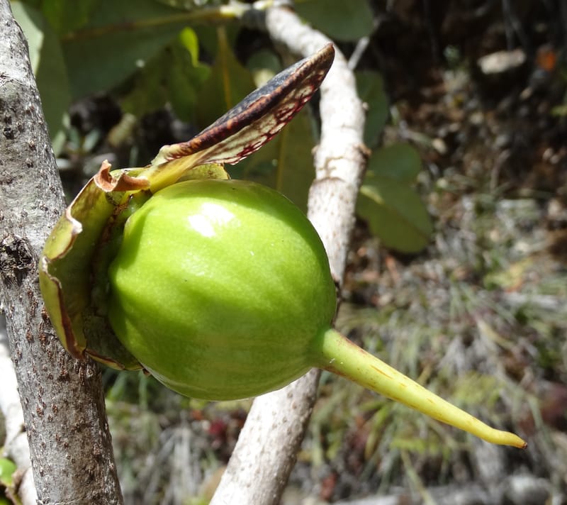 Strasburgeria robusta, Lowry, P 7371--New Caledonia. Mont Dzumac. 12 Nov 2015. DSC01563 (227).JPG
