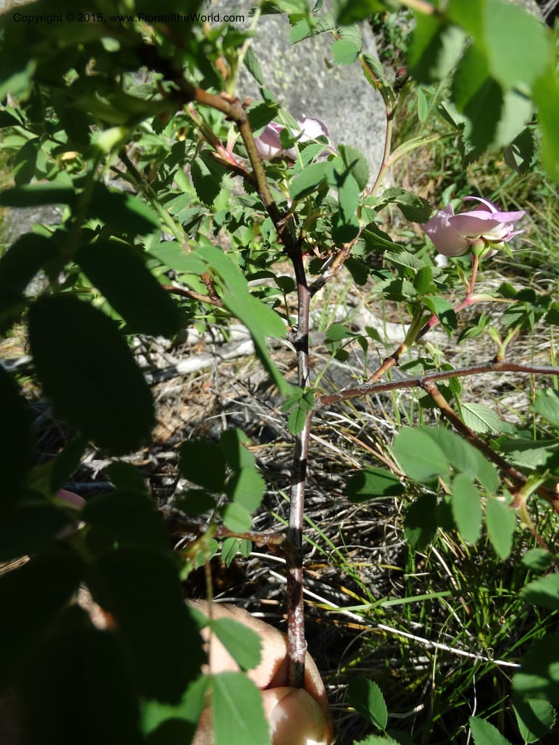Rosa nutkana, Davidson, C 12515--Idaho. Valley Co. Payette Lake, Sylvan Beach. 18 Jun 2014. DSC09162 (18).JPG