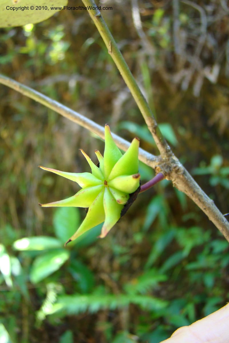 Illicium, Regalado 1743--Viet Nam. Thua Thien Hue Prov. Phu Loc Distr. Bach Ma. 13Apr 09. 261.jpg
