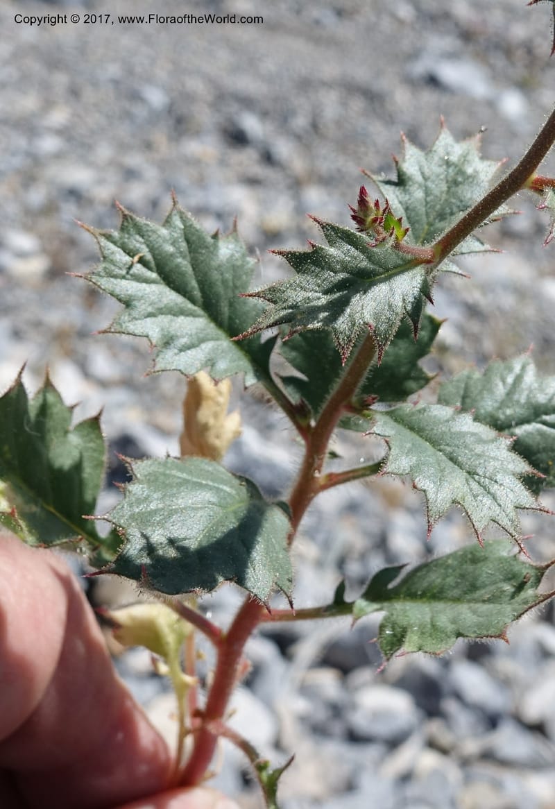 Gilia latifolia, Davidson, C 13078--California. Inyo Co. Last Chance Mts. 16 Apr 2016.  (129).JPG