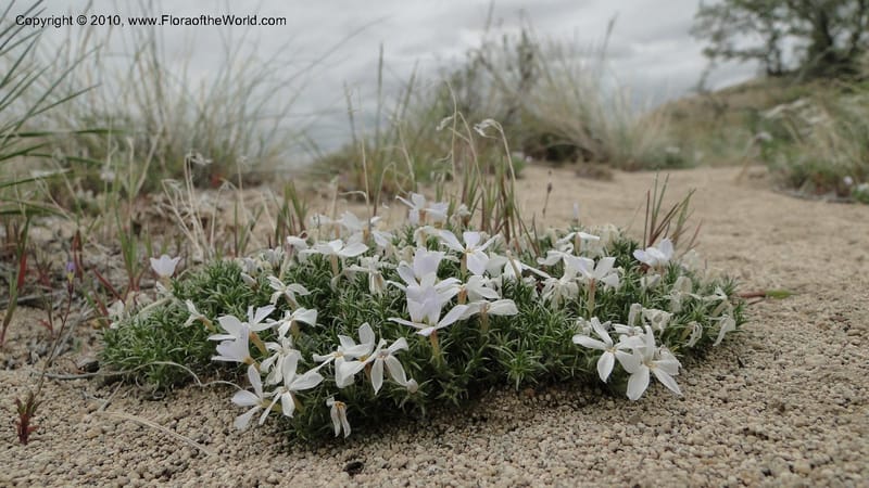 Phlox hoodii, C. Davidson 11744--Idaho.Owyhee Co. Mud Flat Rd. 22 April 2010 107 (119).jpg
