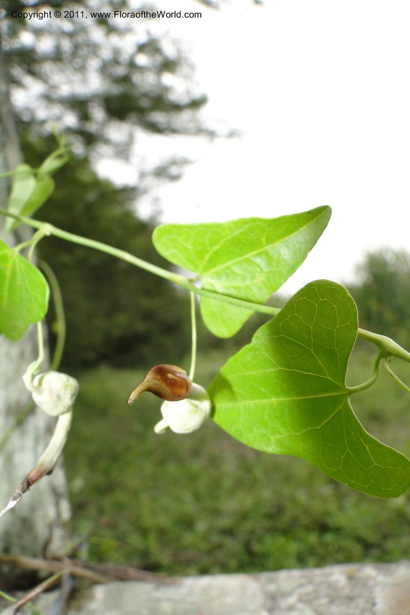 Aristolochia rojasiana, W. D. Stevens 31016--Paraguay. Edo. Pres. Hayes. Rta. 9. 13 Mar 2011. 210 (30).jpg