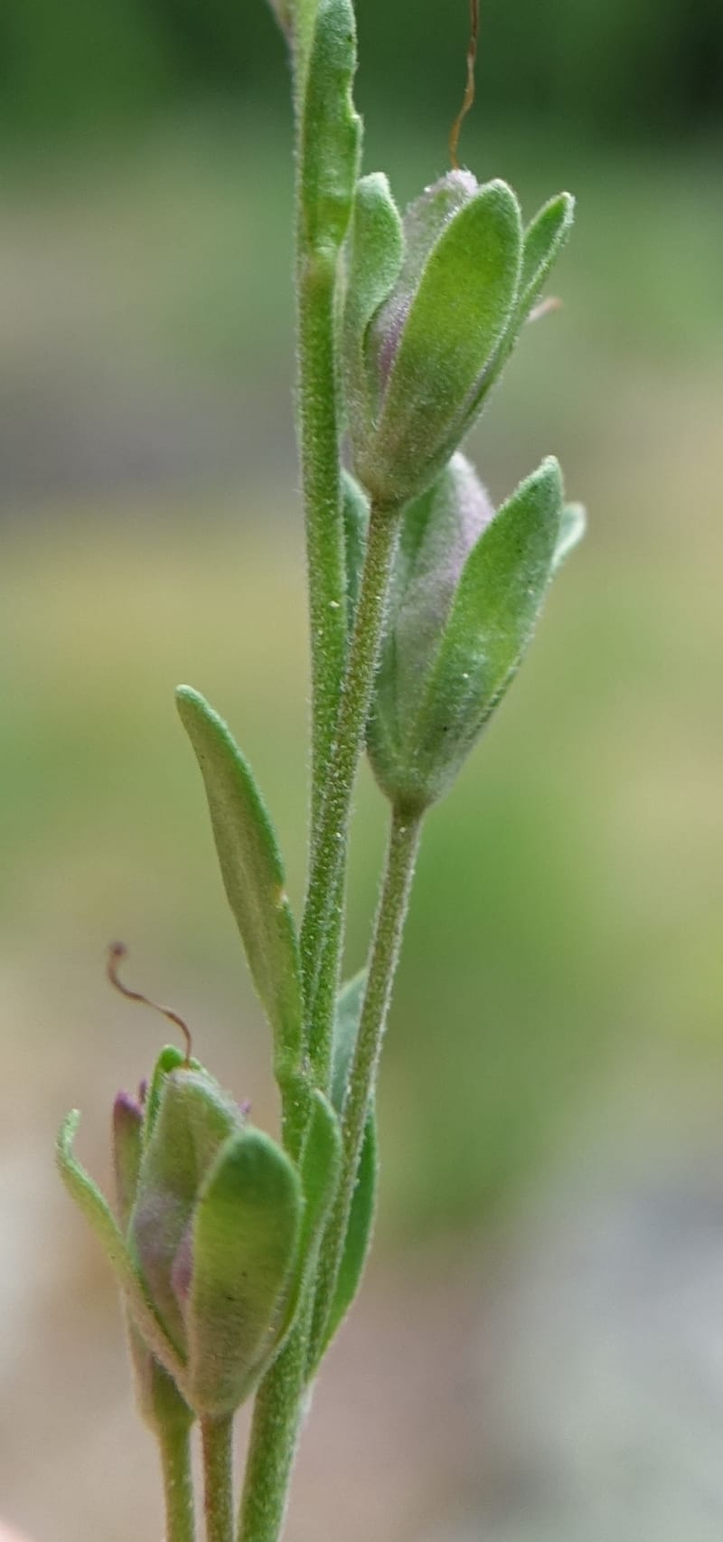 Veronica fruticans, Davidson, C 13254--Switzerland. Oberwald. Chapel St. Nikolas. 2 Jul 2016. DSC07728 (511).JPG