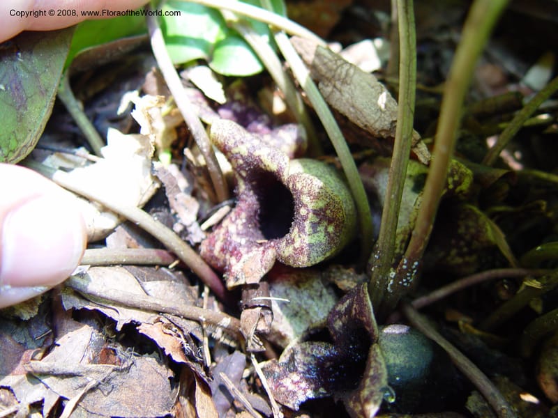 Asarum shuttleworthii--DE. Mt. Cuba Center. 24 Jun 03. 065.jpg