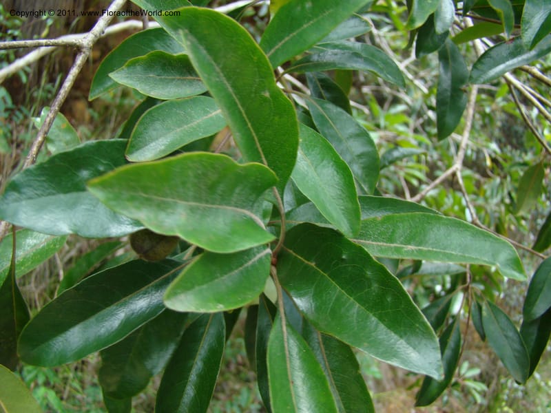 Pittosporum gracile, Gemmill, C 601--New Caledonia, Province du Sud, Dumbea barrage,  11 Nov 2007 344 (2).jpg