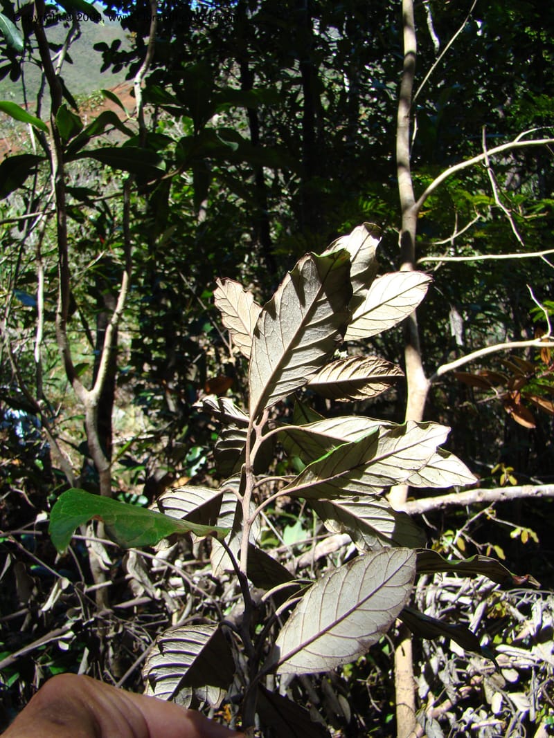 Argophyllum, JMunzinger4653--N.Caled. Dumbea Dam in Dumbea Riv, S of Noumea. 11 Nov 07. 070.jpg