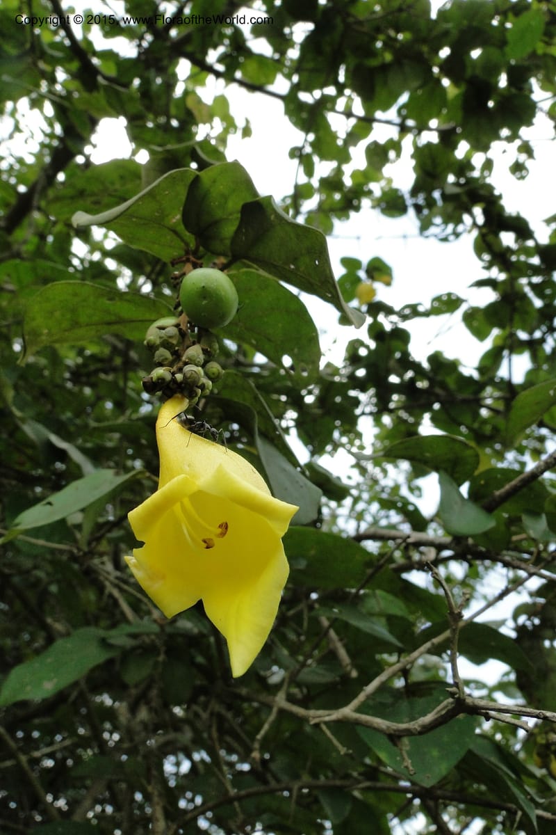 Gmelina, Regalado 1951--Viet Nam. Forest Block 19. 15 May 2011. 132 (6).jpg