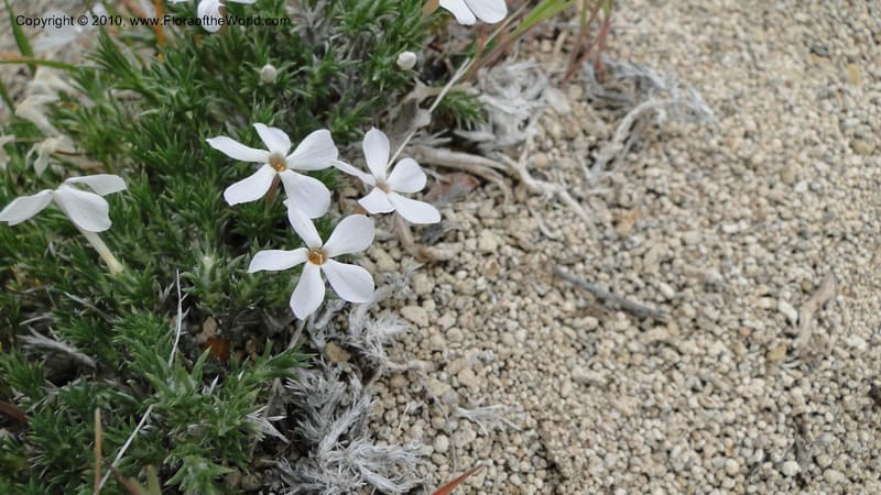 Phlox hoodii, C. Davidson 11744--Idaho.Owyhee Co. Mud Flat Rd. 22 April 2010 107 (110).jpg