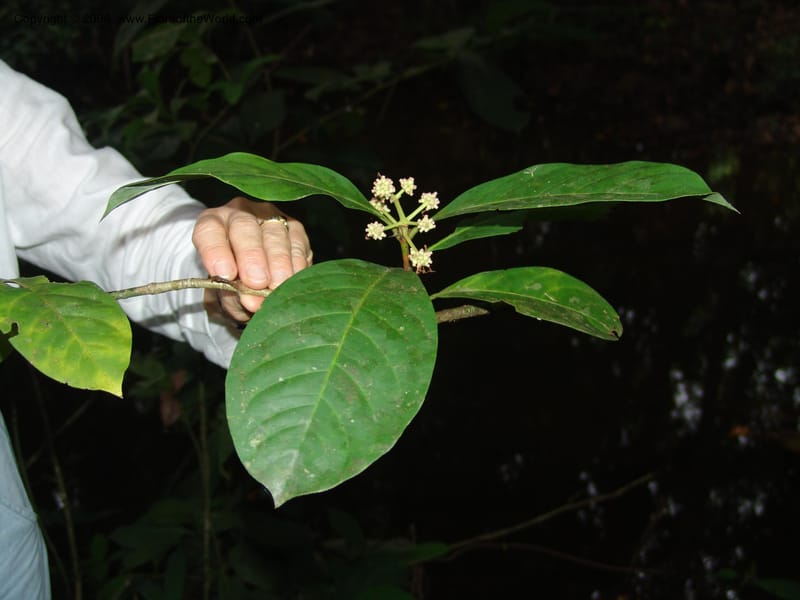 Ixora peruviana, AAraujoM1146--Bolivia. Pq. Nac. Madidi. Chalalan. Send. Paraba. 27 Nov 04. 046.jpg