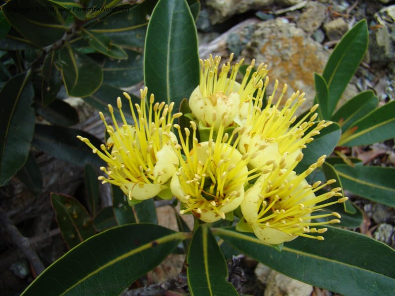 Xanthostemon, JMunzinger4732--New Caledonia. Poum Mine. 13 Nov 07. 028.jpg