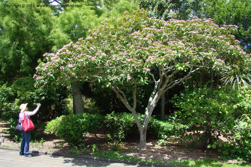 Clerodendrum trichotomum v. fargesii--New Zealand. N. Island. Hamillton Garden. 15 Jan 2010. 322 (8).jpg