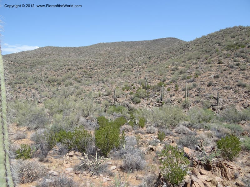 Carnegiea gigantea, Davidson, C 11933--AZ. Yavapai Co. Crown King Rd. 7 May 2012. DSC0894 11 (211).JPG