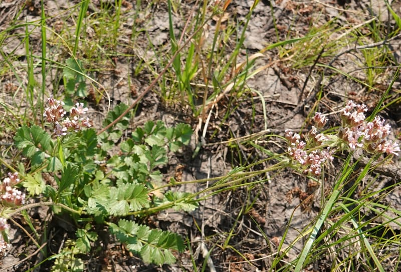Horkelia fusca subsp. capitata, Davidson 14213--OR. Harney Co. Steens Mtn. July 2021. DSC09986 (686).JPG