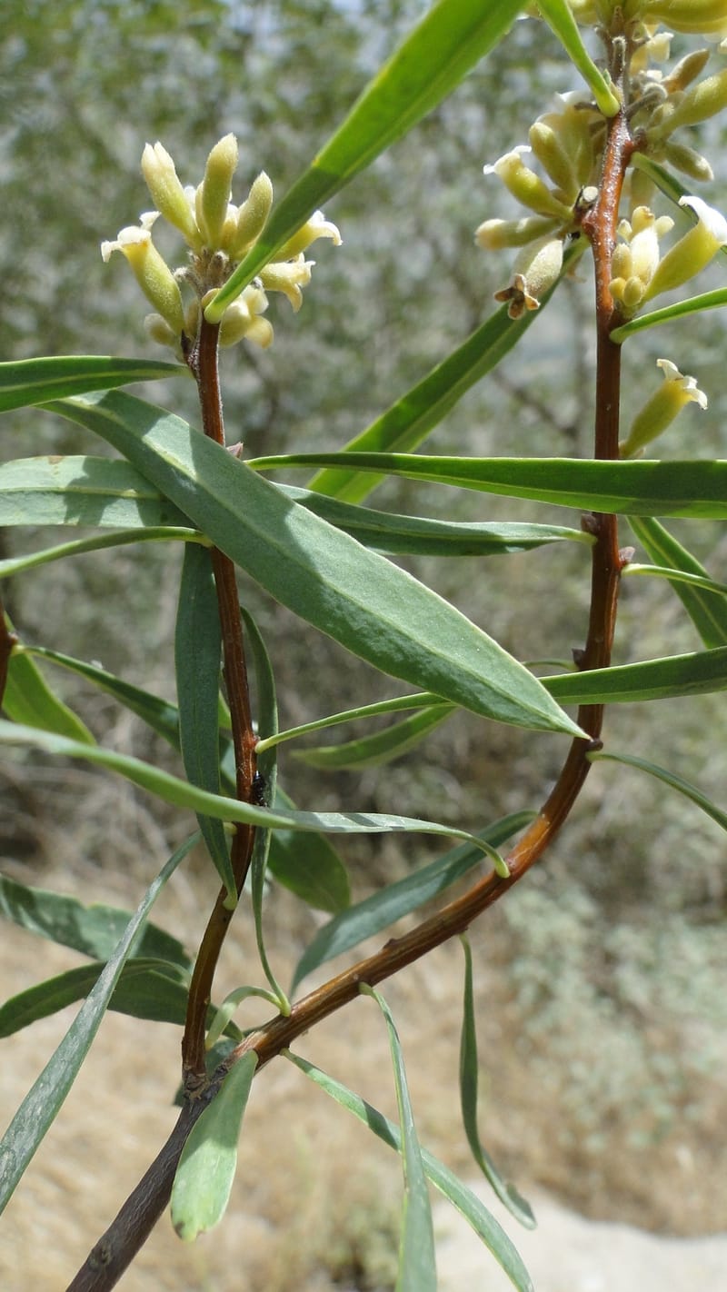 Daphne mucronata, A. G. Miller 128.3--Iraq. Kurdistan. Shakh-i Pira Magun. 10 June 2010. 131 (14).jpg