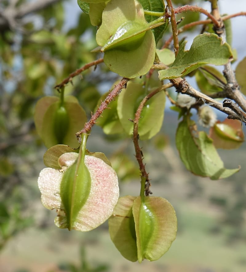 Combretum apiculatum, L. Nanyeni 1249--Namibia. Pepperkorrel Farm off D1472. 27 Mar 2018. DSC03632 (94).JPG