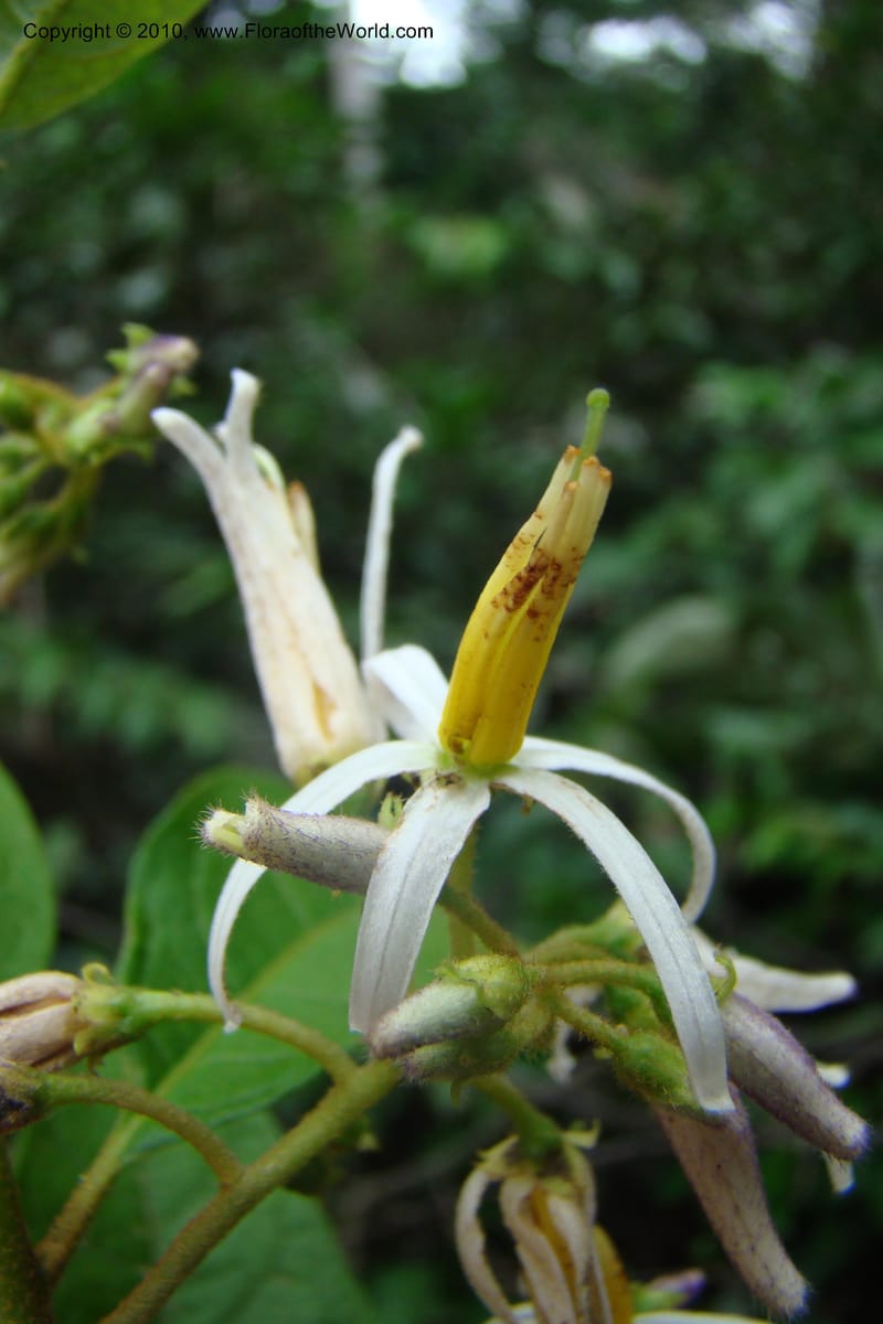 Solanum, RVasquez34842--Peru. Loreto. Dist. Nauta. Qbda Nawapa, Rio Tigre. 11 Nov 08. 012.jpg