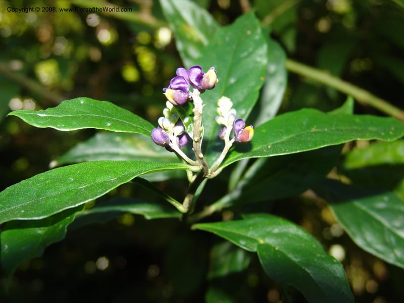 Monnina--Mexico. Chiapas. Res. Biosf. El Triunfo. Trail NW along stream. 9 Nov 04. 006.jpg