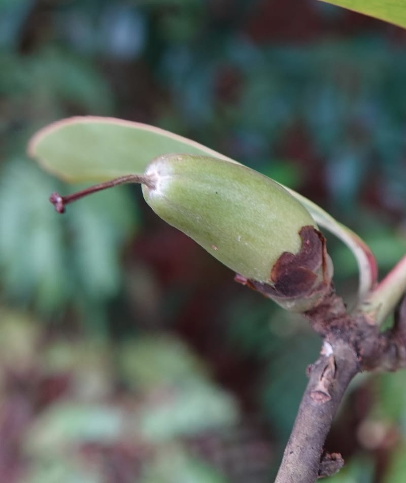 Polyspora axillaris, D. Boufford 44131--China. Yunnan. Meizi Lake Park. 3 May 2018. DSC01424 (105).JPG
