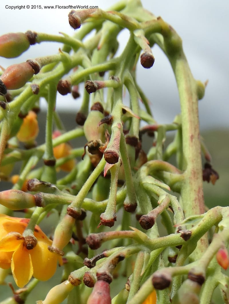 Berberis jamesonii, Ulloa, C 2504--Ecuador. Antesana. Lga. Sta. Lucia. 24 Apr 2015. DSC02778 (136).JPG