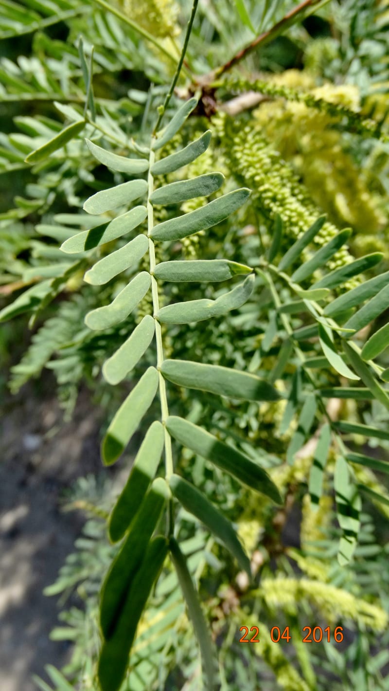 Prosopis glandulosa torreyana, Davidson, C 13168--California, Afton Canyon, 22 Apr 2016  8301 (11).JPG