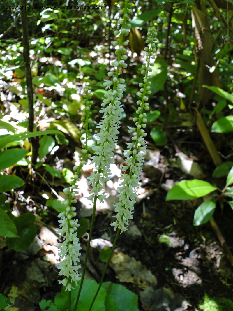 Galax aphylla, Not collected, USA, No. Carolina, Stokes County, Hanging Rock State Park, 26 May 2010.JPG