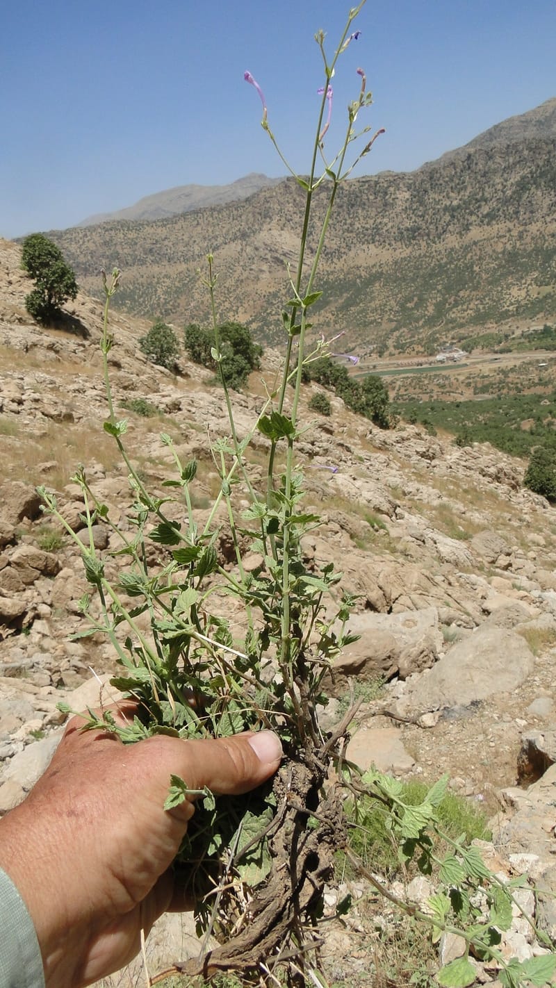 Nepeta, A. G. Miller 133.10--Iraq. Kurdistan. Shakh-i Pira Magun. Gueza Khan. 11 June 2010. 122 (3).jpg