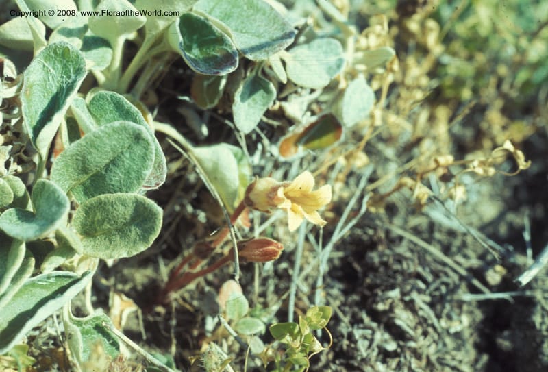 Orobanche uniflora, not coll.--CA. Mendocino Co. Haven's Neck, N of Gualala. 19 Jun 77. 002.jpg