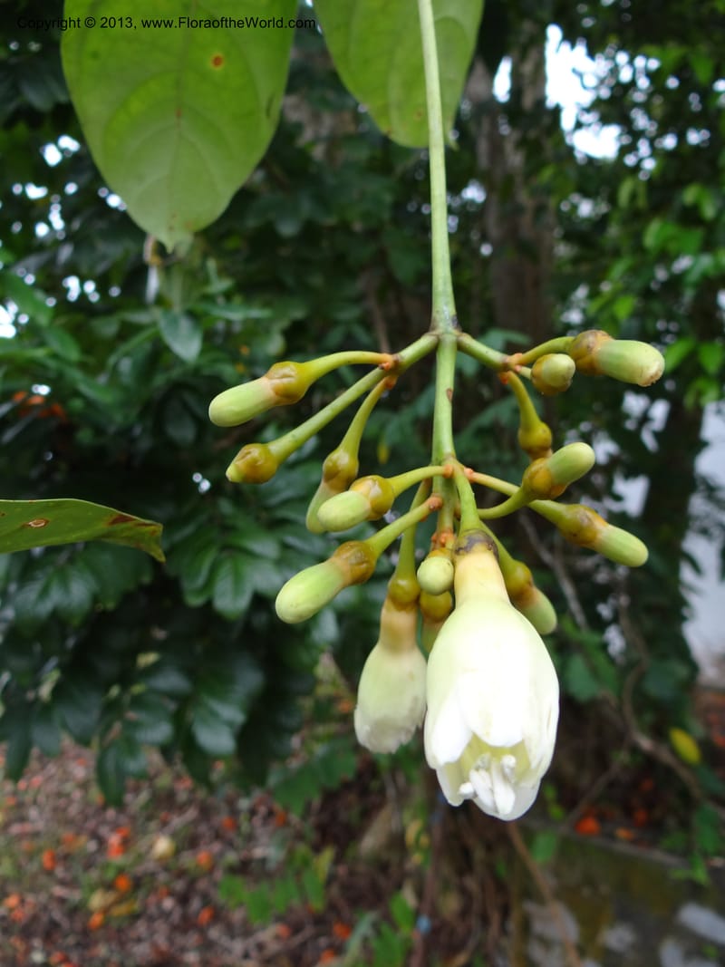 Fagraea, S.98879--Malaysia, Sarawak. Kubah Nat. Park. 28 Mar 2012. DSC05973 (58).JPG