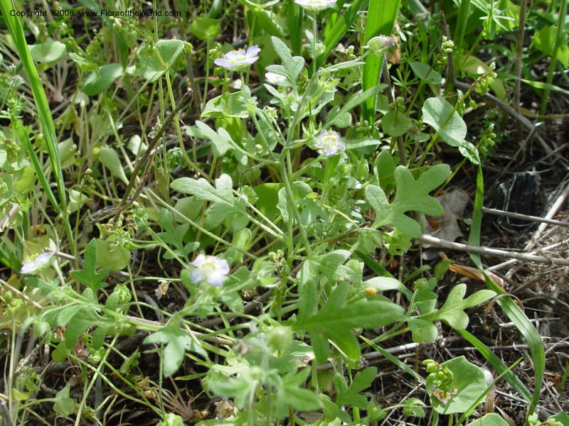 Nemophila kirtleyi--ID. Idaho Co. Salmon R. Polly Bemis Ranch. 7 May 04. 025.jpg