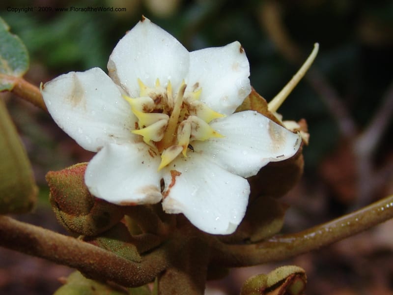 Blakea, DNeill15917--Ecuador. Prv. Zam. Ch. C del Condor. Wawaime plot. 22 Sep 07. 434.jpg