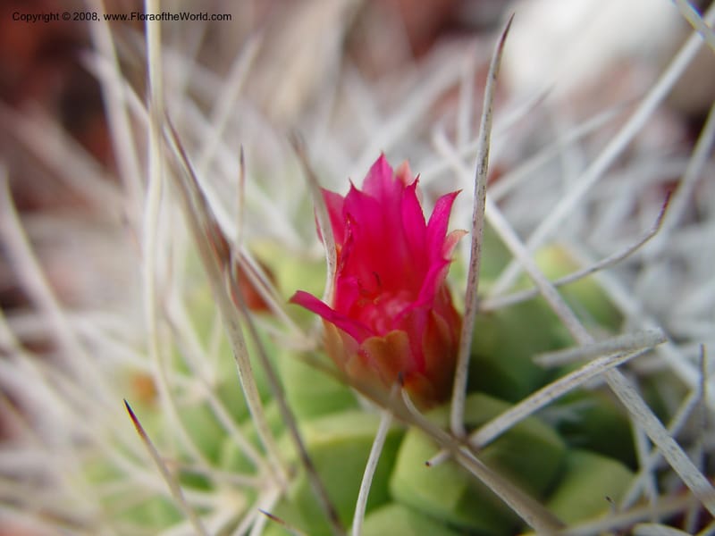 Mammillaria compressa, 949--CA. Huntington Bot. Gard. 14 Feb 03. 126.jpg
