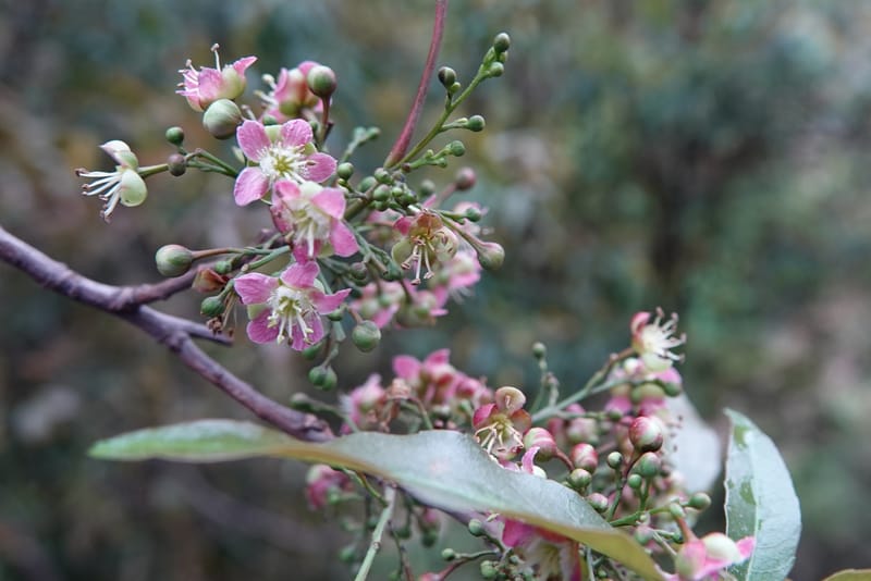 Delavaya toxocarpa, D. Boufford 44087--China. Yunnan. Xinshao Village. 28 Apr 2018. DSC00001 (26).JPG